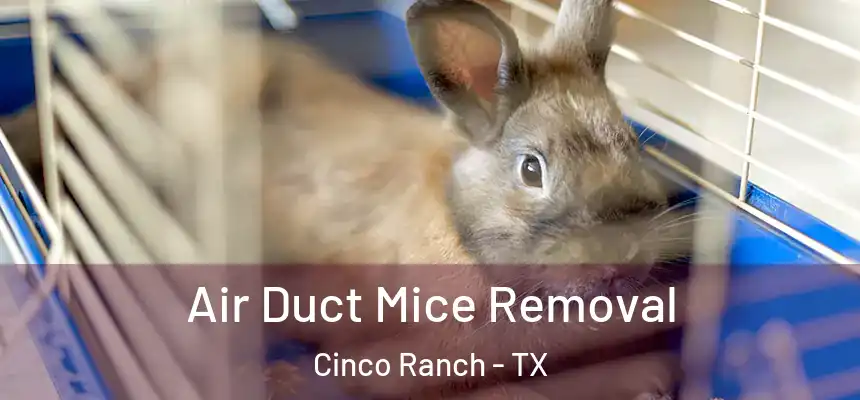  Air Duct Mice Removal Cinco Ranch - TX